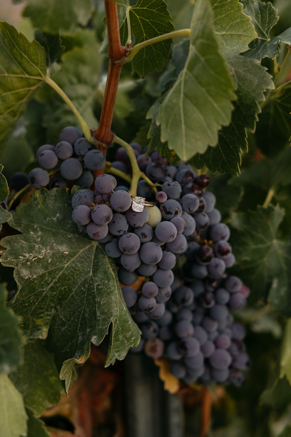 A wedding ring resting on a vineyard grapevine, capturing elegant destination Christian wedding details in a natural setting